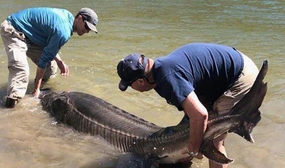 Rosenbaum with sturgeon June 2020